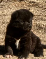 RUGER RESERVED, a male Akita for sale in Anza, CA – 4 of 10