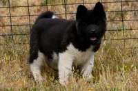 WMM4, a male Akita for sale in Anza, CA – Photo 3 of 10
