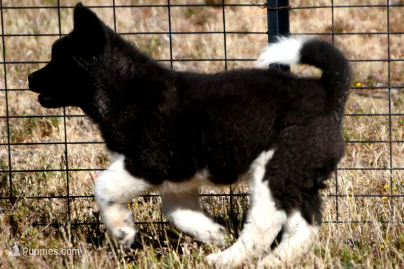 WMM4 – Akita puppy for sale in Anza, CA