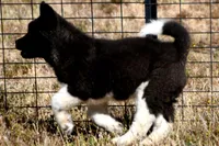 WMM4, a male Akita for sale in Anza, CA – Photo 3 of 10