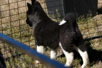 WMM4, a male Akita for sale in Anza, CA – Photo 8 of 10