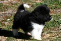 WMM4, a male Akita for sale in Anza, CA – Photo 5 of 6