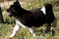 WMM4, a male Akita for sale in Anza, CA – Photo 8 of 10