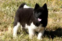 WMM4, a male Akita for sale in Anza, CA – Photo 6 of 10