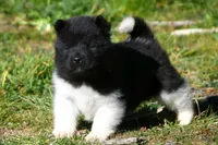 WMM4, a male Akita for sale in Anza, CA – Photo 4 of 6