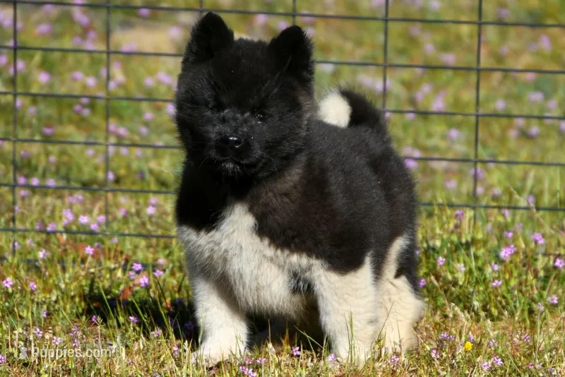 WMM4 – Akita puppy for sale in Anza, CA