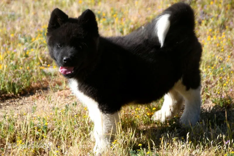 WMM4 – Akita puppy for sale in Anza, CA