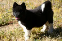 WMM4, a male Akita for sale in Anza, CA – Photo 5 of 10