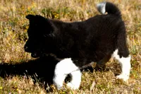 WMM4, a male Akita for sale in Anza, CA – Photo 4 of 10