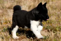 WMM4, a male Akita for sale in Anza, CA – Photo 9 of 10