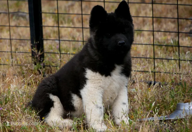 WMM4 – Akita puppy for sale in Anza, CA