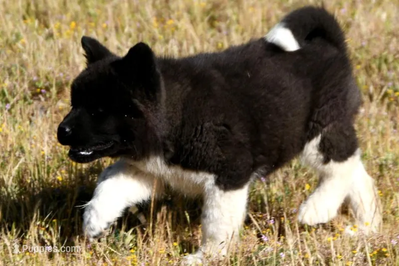 WMM4 – Akita puppy for sale in Anza, CA