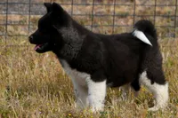 WMM4, a male Akita for sale in Anza, CA – Photo 1 of 10
