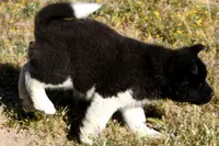 WMM4, a male Akita for sale in Anza, CA – Photo 9 of 10