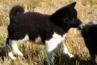 WMM4, a male Akita for sale in Anza, CA – Photo 4 of 10