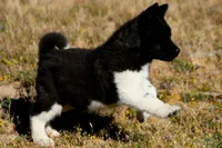 WMM4, a male Akita for sale in Anza, CA – Photo 1 of 10