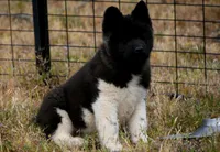 WMM4, a male Akita for sale in Anza, CA – Photo 10 of 10