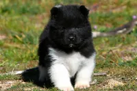 WMM4, a male Akita for sale in Anza, CA – Photo 1 of 6