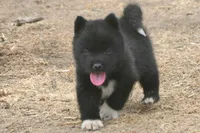 NTF3, a female Akita for sale in Anza, CA – 7 of 8