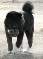 GLM3, a  Akita for sale in Anza, CA – 4 of 4