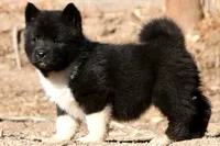 EOF1 HOLD, a female Akita for sale in Anza, CA – 2 of 10