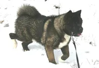 EOF3 HOLD, a female Akita for sale in Anza, CA – 7 of 10