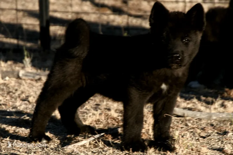 NTM1 – Akita puppy for sale in Anza, CA