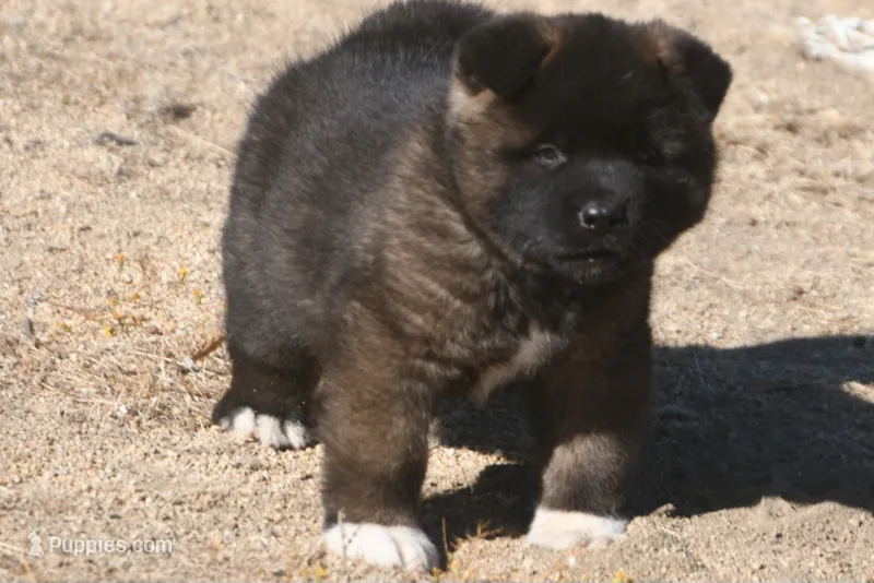 DMM1 – Akita puppy for sale in Anza, CA