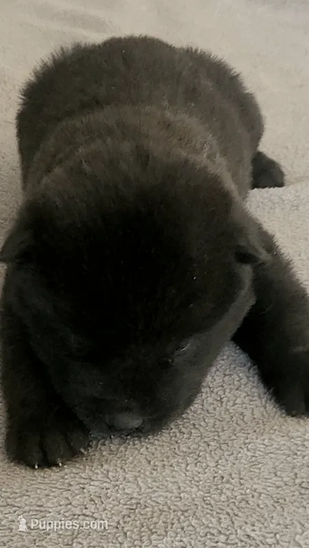 NTM0 SOLID JET BLACK – Akita puppy for sale in Anza, CA