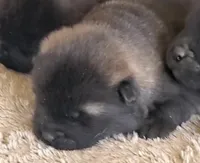 MOF1, a female Akita for sale in Anza, CA – Photo 2 of 5