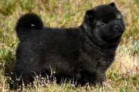 MOF1 HOLD, a female Akita for sale in Anza, CA – Photo 7 of 10