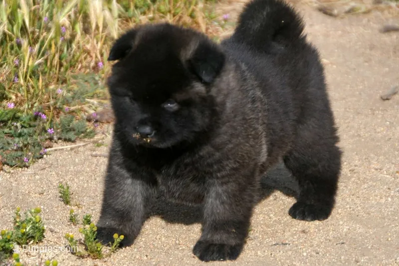 MOF1 – Akita puppy for sale in Anza, CA