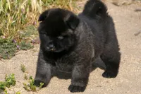 MOF1 HOLD, a female Akita for sale in Anza, CA – Photo 2 of 10