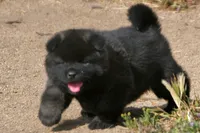 MOF1 HOLD, a female Akita for sale in Anza, CA – Photo 4 of 10
