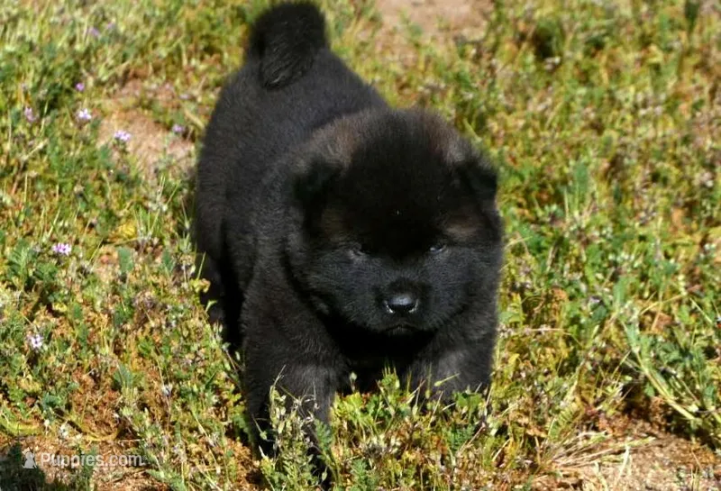 MOF1 – Akita puppy for sale in Anza, CA