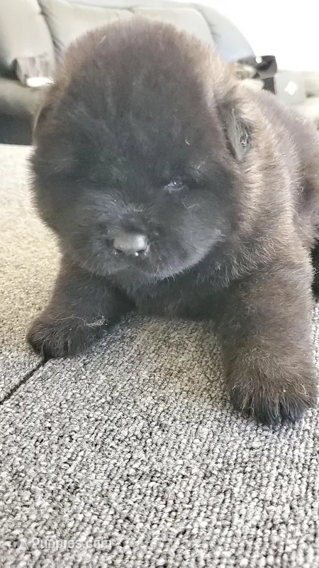MOF1 – Akita puppy for sale in Anza, CA