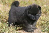 MOF1 HOLD, a female Akita for sale in Anza, CA – Photo 3 of 10