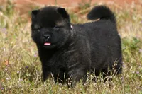 MOF1 HOLD, a female Akita for sale in Anza, CA – Photo 9 of 10