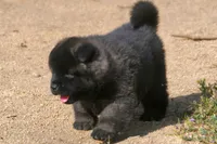 MOF1 HOLD, a female Akita for sale in Anza, CA – Photo 8 of 10