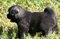 MOF1 HOLD, a female Akita for sale in Anza, CA – Photo 10 of 10