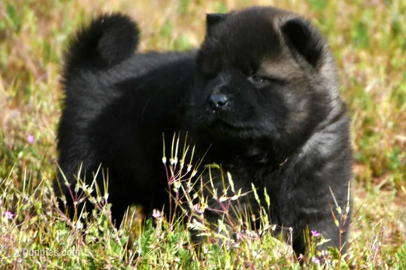 MOF1 – Akita puppy for sale in Anza, CA