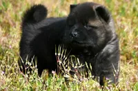 MOF1 HOLD, a female Akita for sale in Anza, CA – Photo 1 of 10