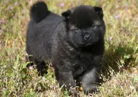 MOF1 HOLD, a female Akita for sale in Anza, CA – Photo 6 of 10