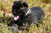 MOF1 HOLD, a female Akita for sale in Anza, CA – Photo 5 of 10