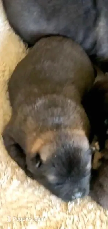 MOF1 – Akita puppy for sale in Anza, CA