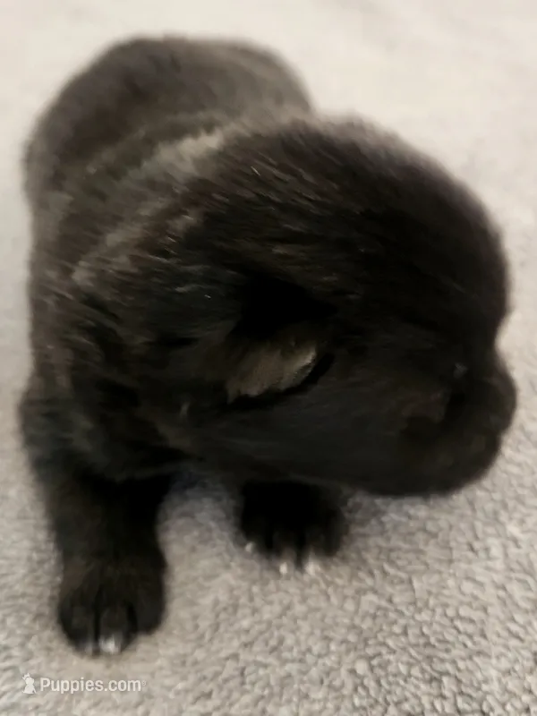 NTF1 – Akita puppy for sale in Anza, CA