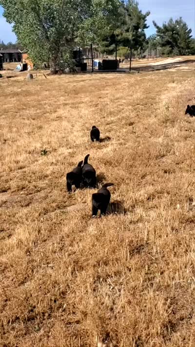 MIDNIGHT , a male Akita for sale in Anza, CA – 2 of 10
