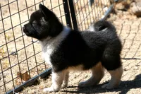 EOF0, a female Akita for sale in Anza, CA – 4 of 8