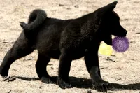 NTM1, a male Akita for sale in Anza, CA – 9 of 10