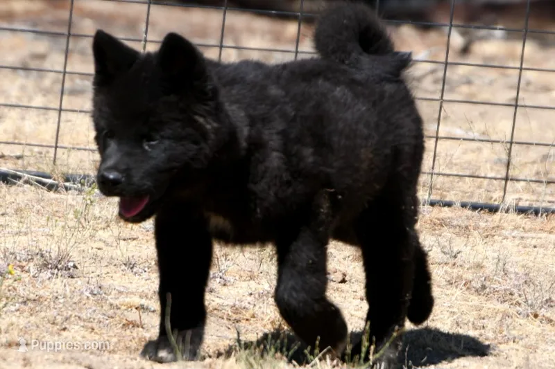NTM1 – Akita puppy for sale in Anza, CA